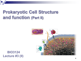 Procaryotic structure and function