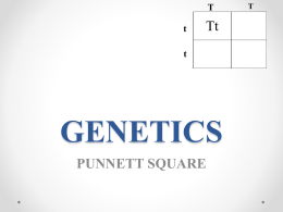 Genetics Punnett Square