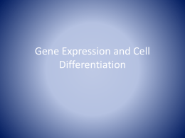 Gene Expression and Cell Differentiation