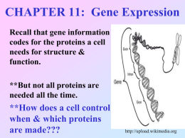 CHAPTER 11: Gene Expression
