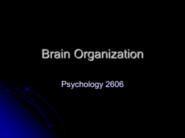 Brain Organization