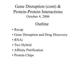 Gene Disruption (cont) & Protein