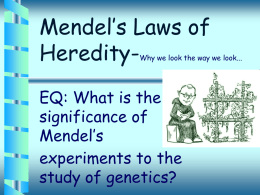 Mendel’s Laws of Heredity-Why we look the way we look