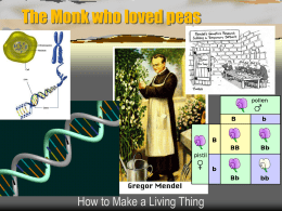 The Monk who loved peas