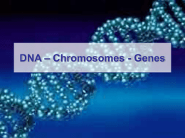DNA – Chromosomes