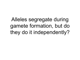 Alleles segregate during gamete formation, but do they do