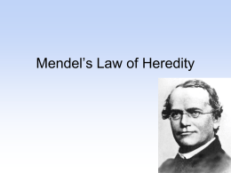 Mendel’s Law of Heredity - Mrs. McGee's Biology Class