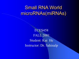 Small RNA World