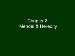 Chapter 8 Mendel & Heredity