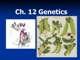 Ch. 12 Genetics