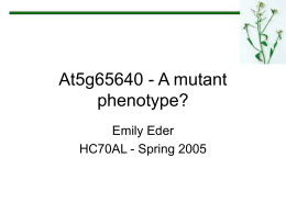 At5g65640 - A mutant phenotype?