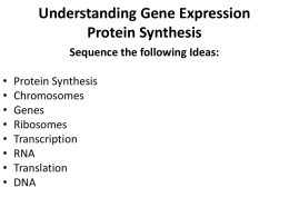 Understanding Gene Expression Protein Synthesis