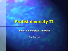 Protist Diversity II