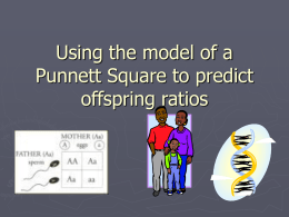 Using the model of a Punnett Square to predict offspring ratios