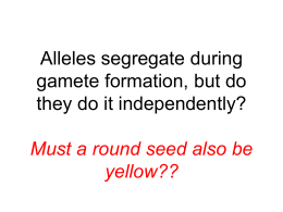 Alleles segregate during gamete formation, but do they do it