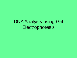 DNA Analysis using Gel Electrophoresis