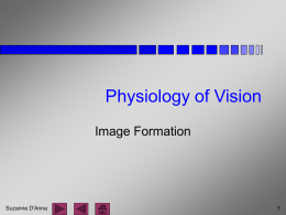 7-3 Physiology of Vision
