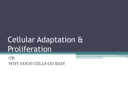 Cellular Adaptation & Proliferation