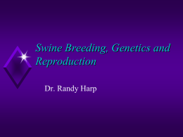 Swine Breeding and Genetics