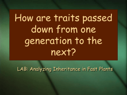 PPT How Traits are Passed on from One Generation.