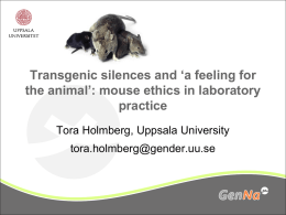 Transgenic silences and `a feeling for the animal`