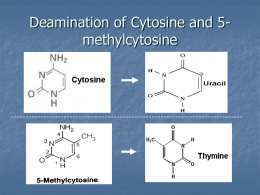 Deamination of Cytosine and 5