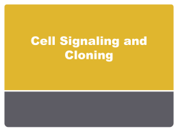 Cell Signaling and Cloning