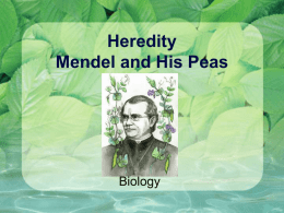 Heredity Mendel and His Peas - Pregitzersninjascienceclasses