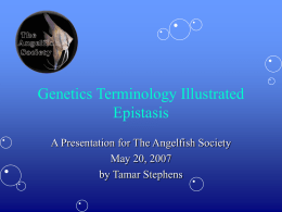 epistasis - The Angelfish Society