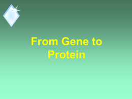 By controlling Protein Synthesis