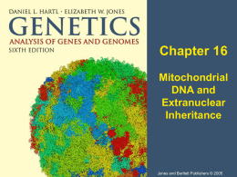 Chapter 16, Extranuclear inheritance