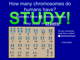 How many chromosomes do humans have?