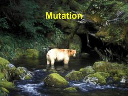 4.2 Mutation - WordPress.com