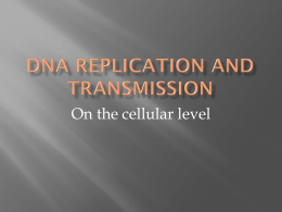 DNA Repilication and Transmission