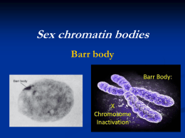 (Barr Body).