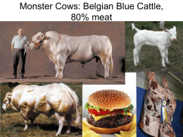 Monster Cow & Steroid Slides