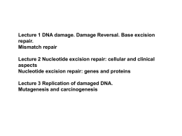DNA Damage