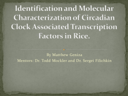 Identification and Molecular Characterization of Circadian Clock
