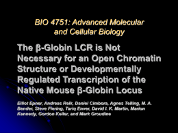The β-Globin LCR is Not Necessary for an Open Chromatin