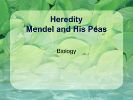 Heredity Mendel and His Peas
