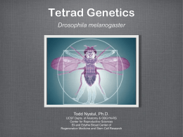 Tetrad Genetics