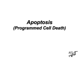 Apoptosis - Website Staff UI