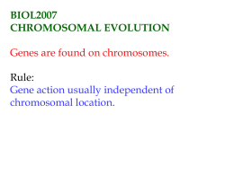 Chromosomal evolution and speciation