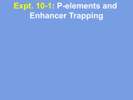 P-elements and Enhancer Trapping Naturally occurring P