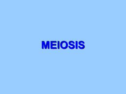 Meiosis - DiBiasioScience