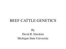 beef cattle genetics - Michigan State University