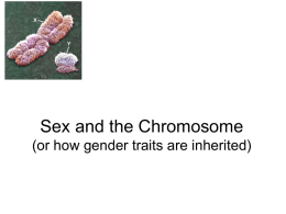 Sex and the Chromosome
