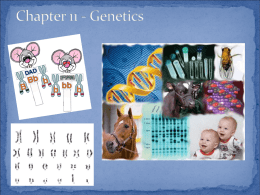 Ch.11 Genetics
