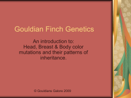 Gouldian Genetics - Gouldians Galore