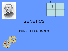 Genetic Punnett Squares PPT